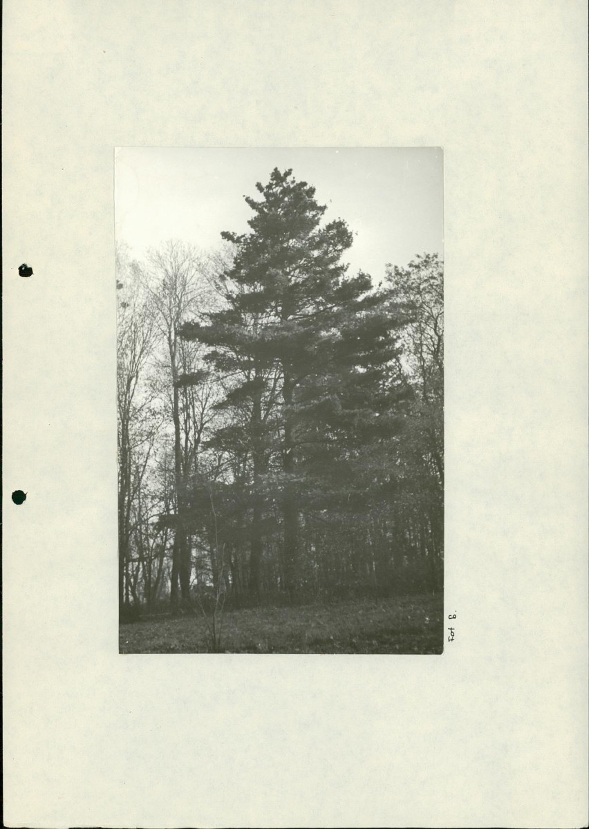 Ewidencja parkowa, skan nr 33