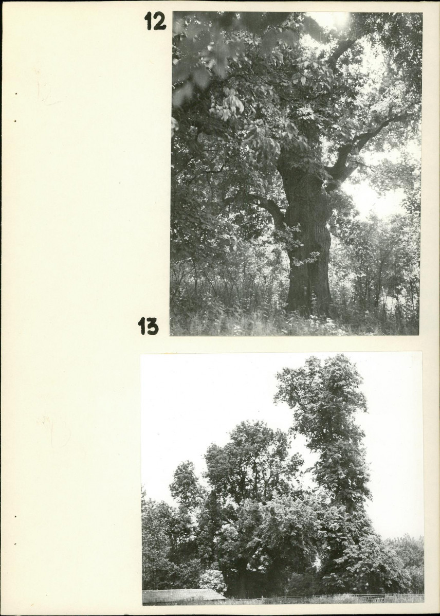 Ewidencja parkowa, skan nr 22