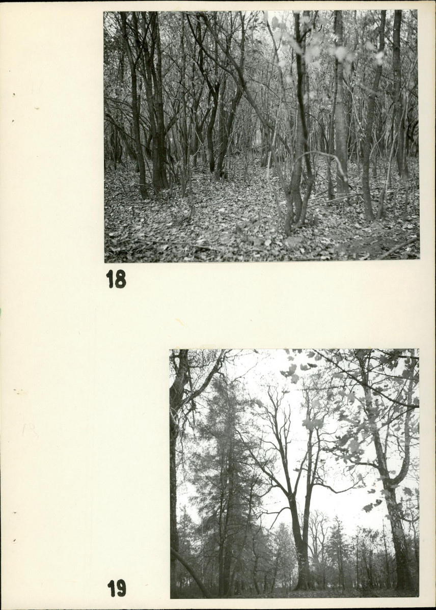 Ewidencja parkowa, skan nr 25