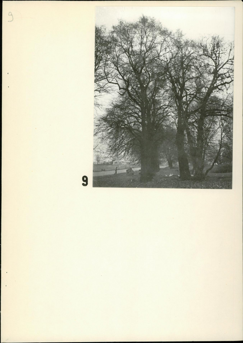 Ewidencja parkowa, skan nr 19