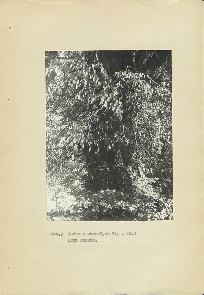 EP - Ewidencja parkowa, skan nr 54