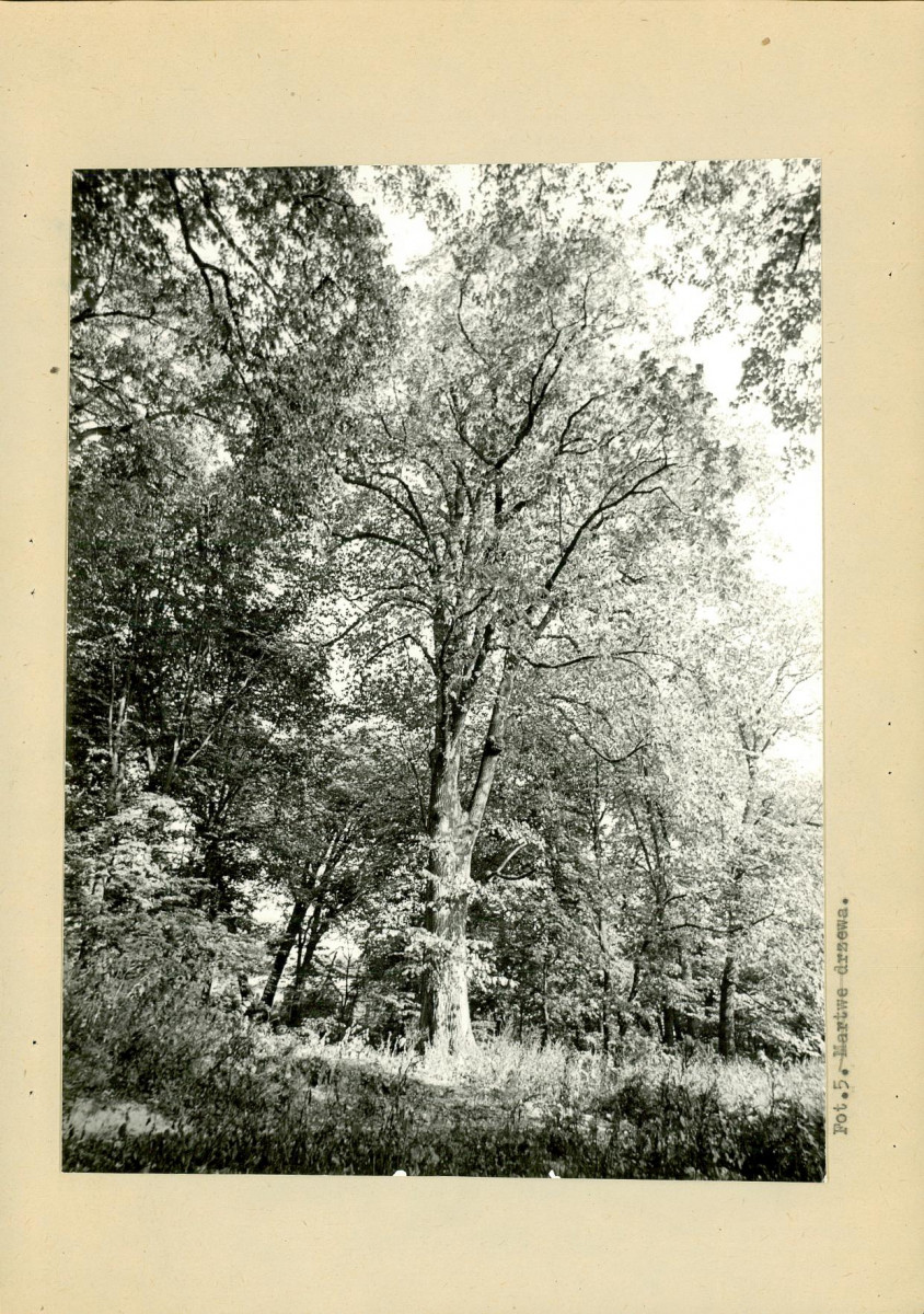 EP - Ewidencja parkowa, skan nr 30