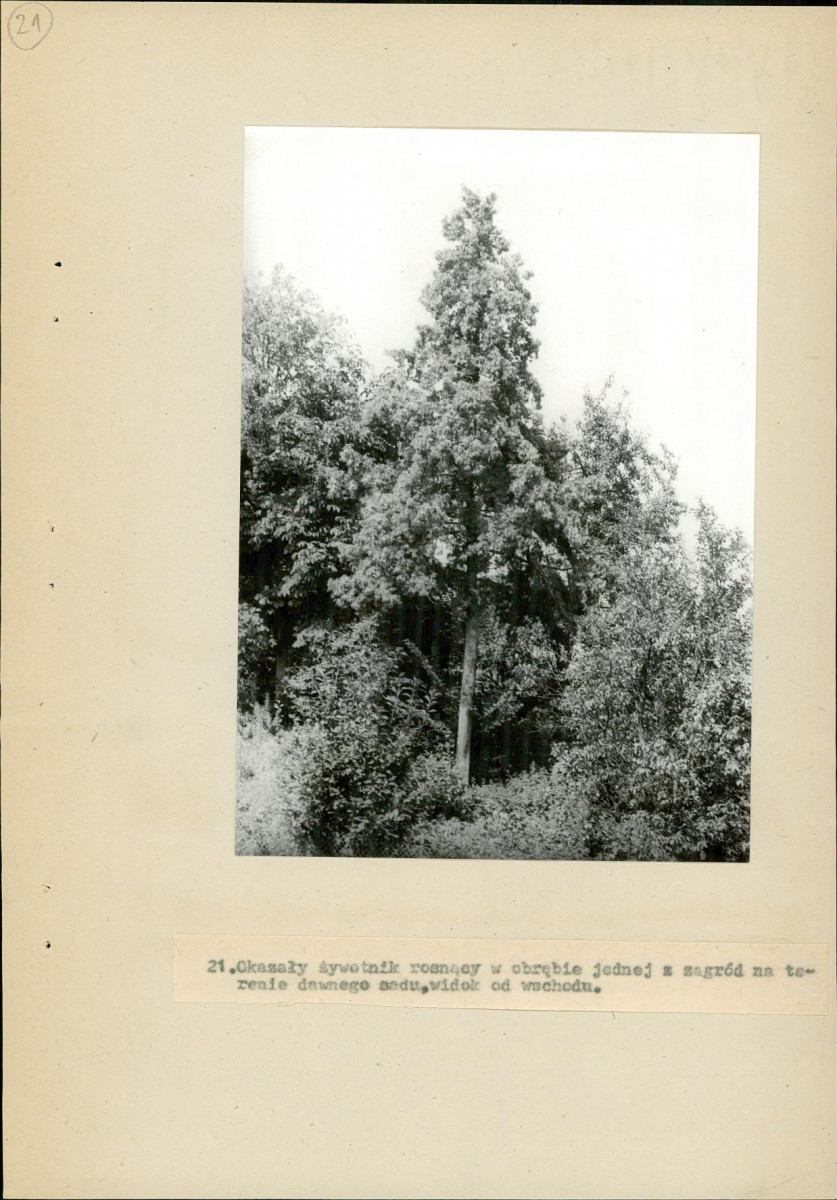 EP - Ewidencja parkowa, skan nr 55