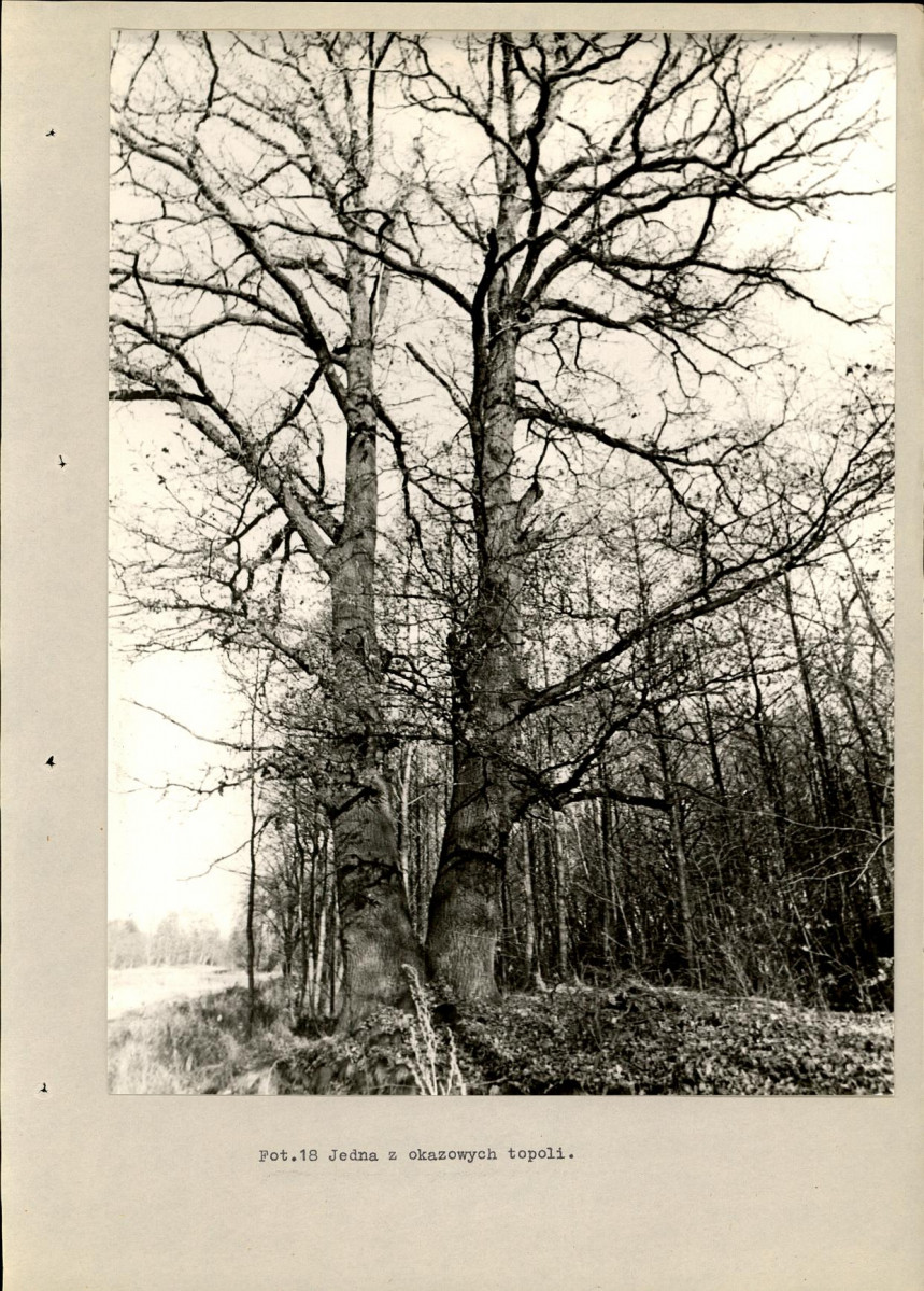 EP - Ewidencja parkowa, skan nr 57