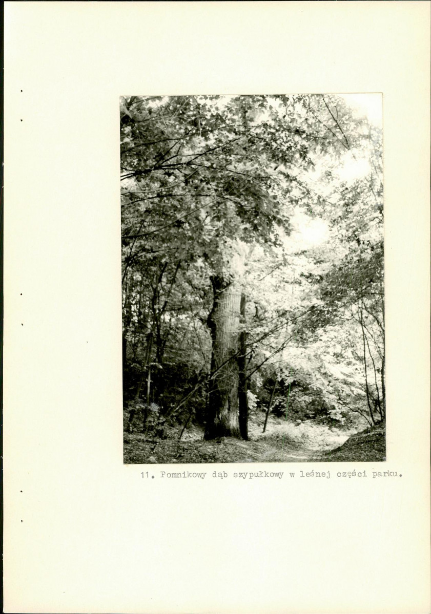 Ewidencja parkowa, skan nr 38