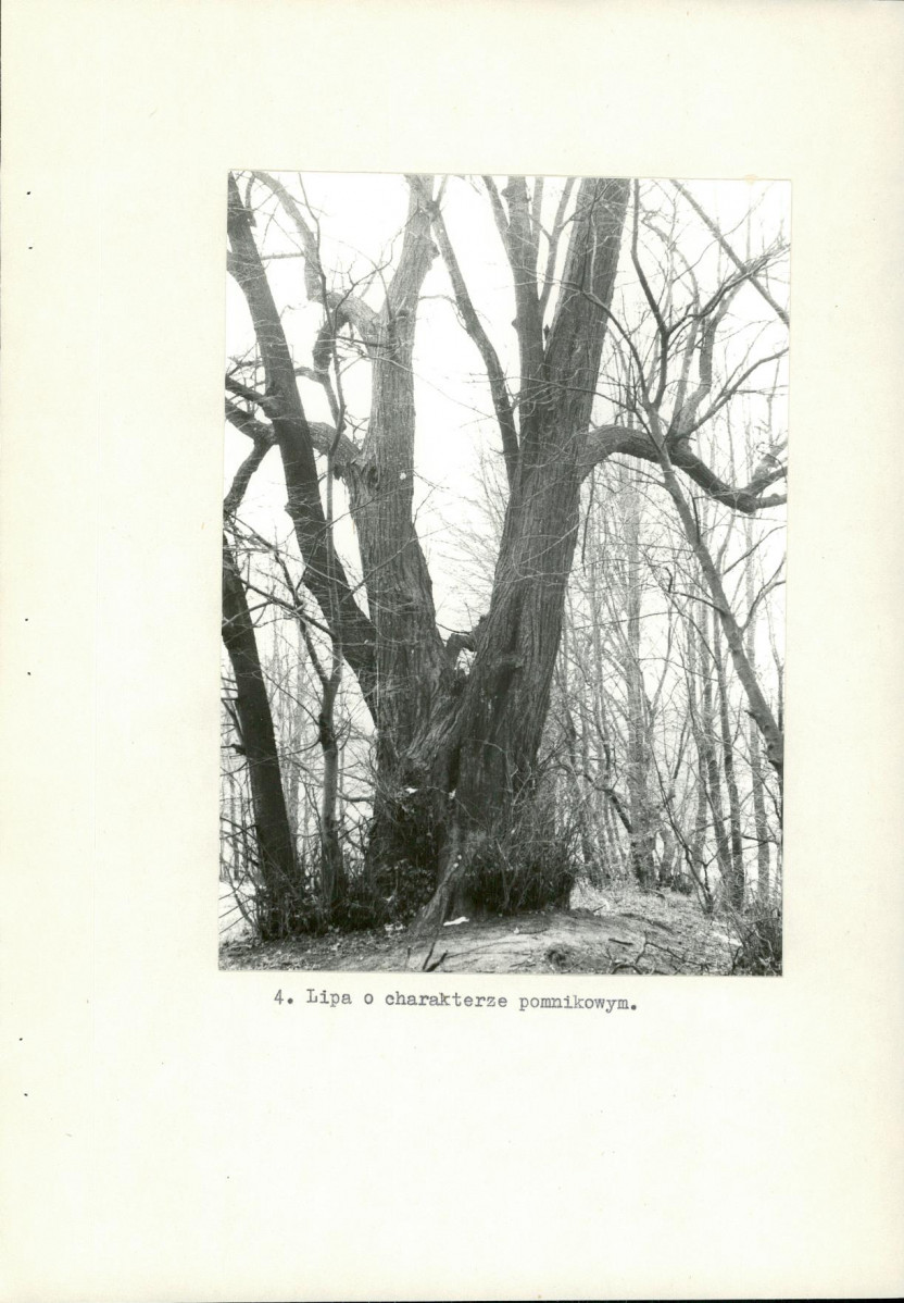 Ewidencja parkowa, skan nr 11