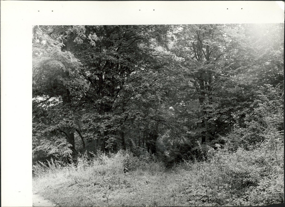 Ewidencja parkowa, skan nr 27