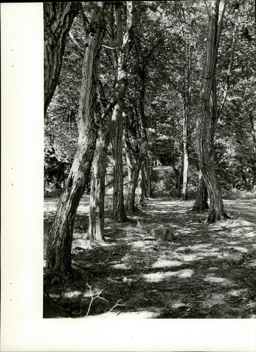 Ewidencja parkowa, skan nr 27