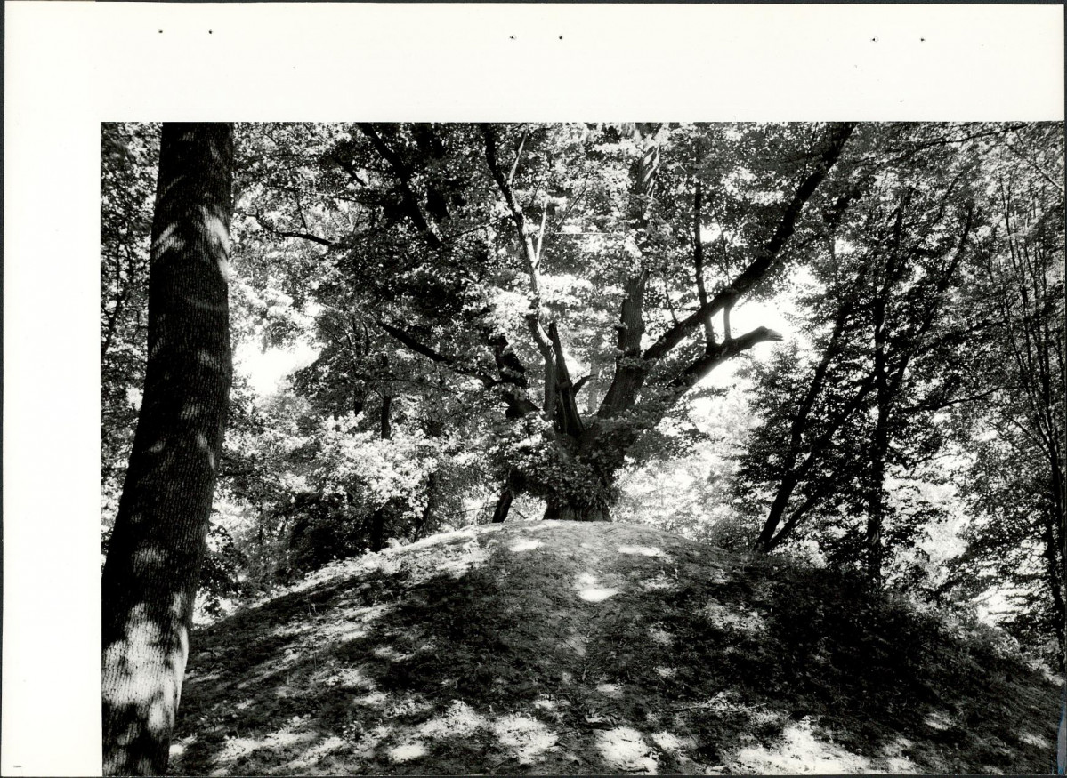 Ewidencja parkowa, skan nr 29