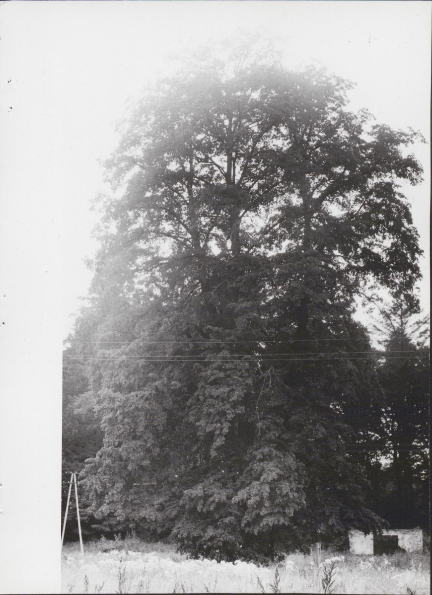 Ewidencja parkowa, skan nr 57