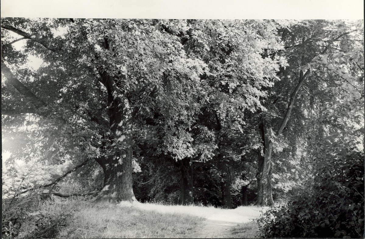 Ewidencja parkowa, skan nr 31
