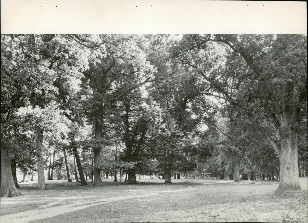 Ewidencja parkowa, skan nr 26