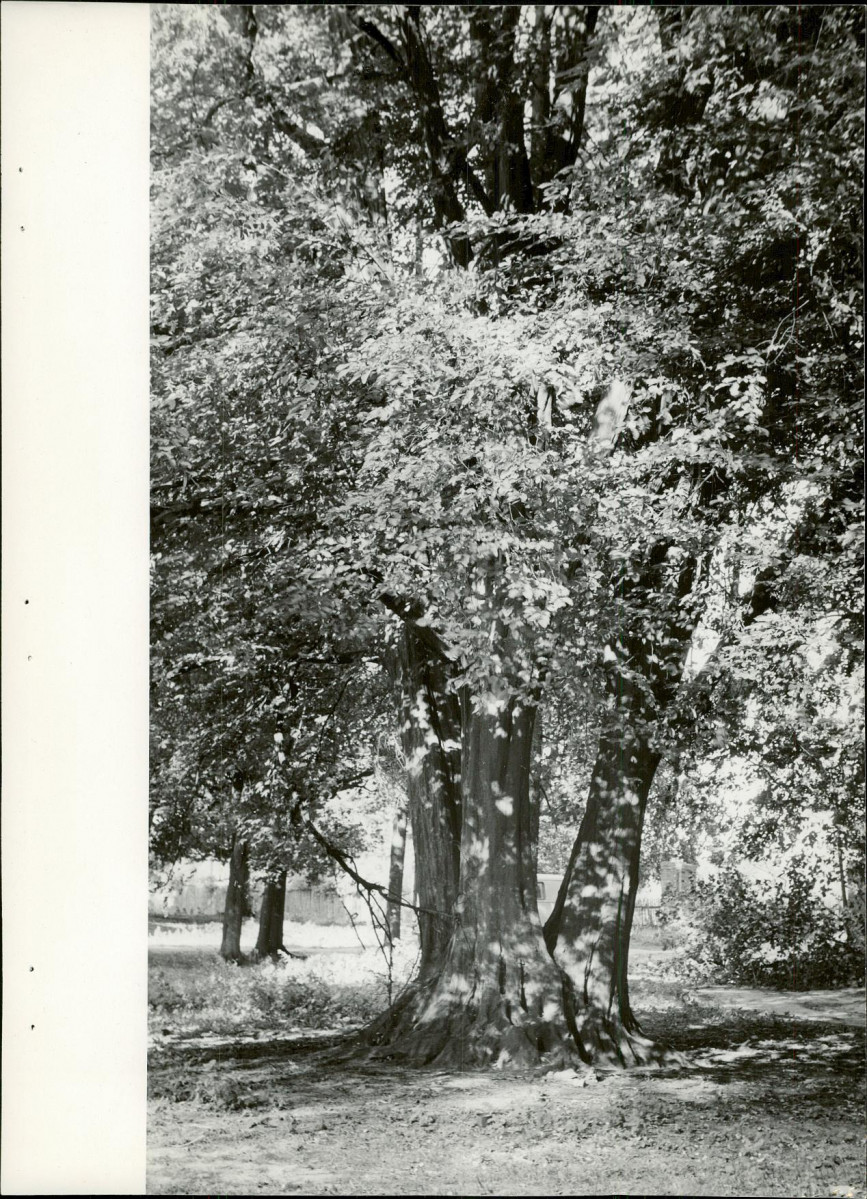 Ewidencja parkowa, skan nr 30