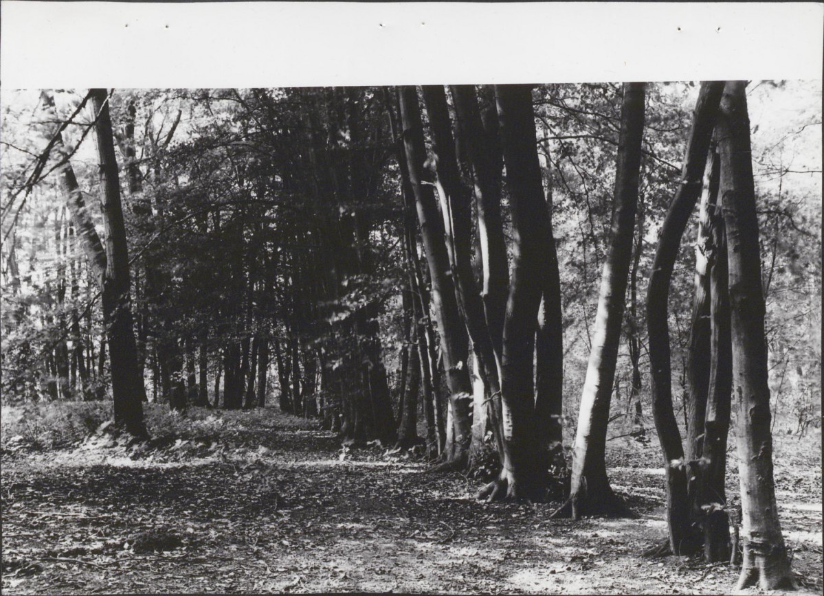 Ewidencja parkowa, skan nr 41