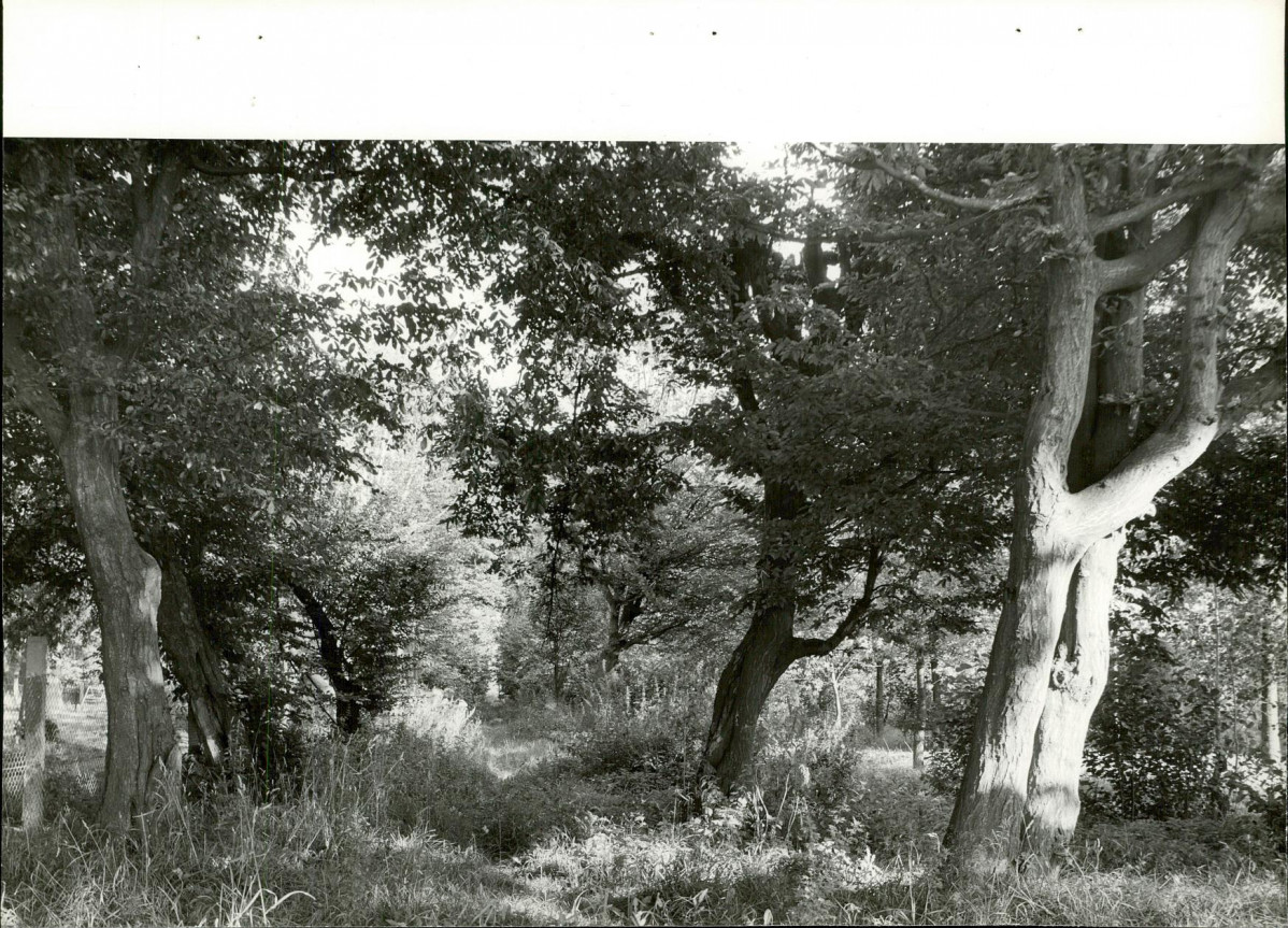 Ewidencja parkowa, skan nr 24