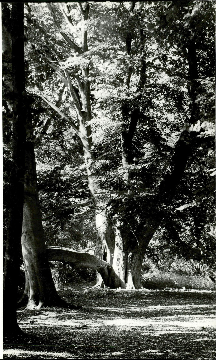 Ewidencja parkowa, skan nr 26