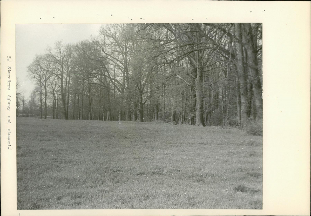 Ewidencja parkowa, skan nr 19