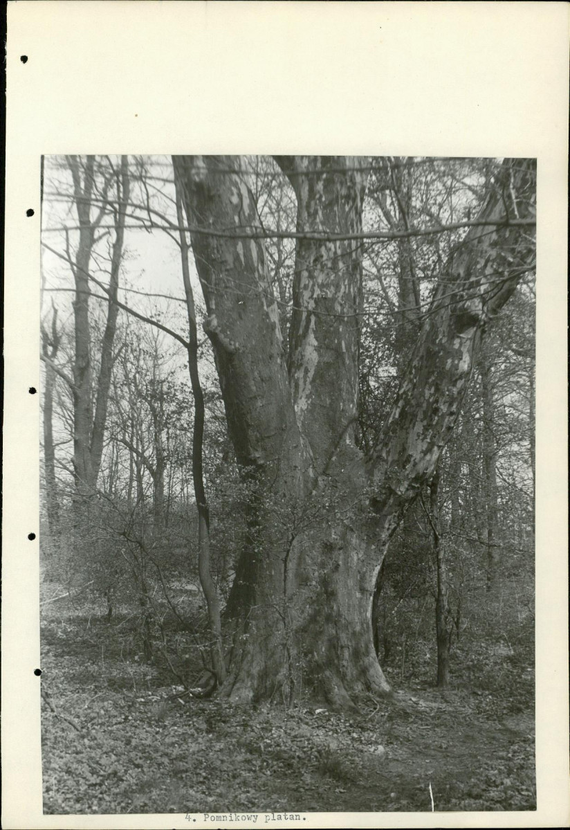 Ewidencja parkowa, skan nr 18