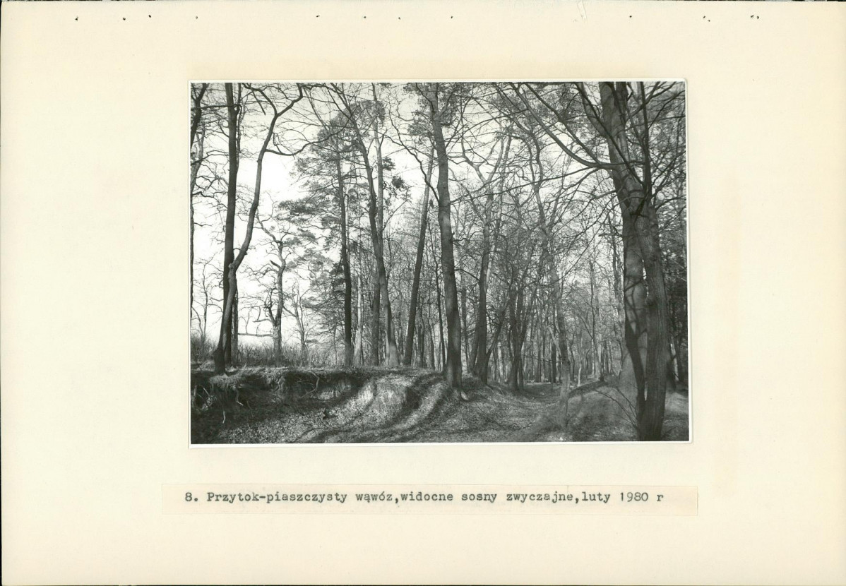 Ewidencja parkowa, skan nr 29