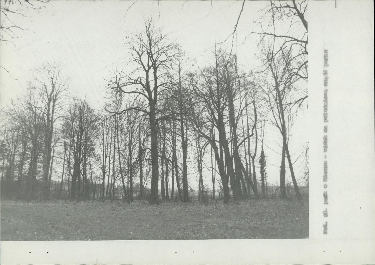 Ewidencja parkowa, skan nr 29