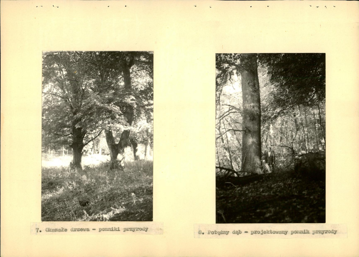 Ewidencja parkowa, skan nr 28