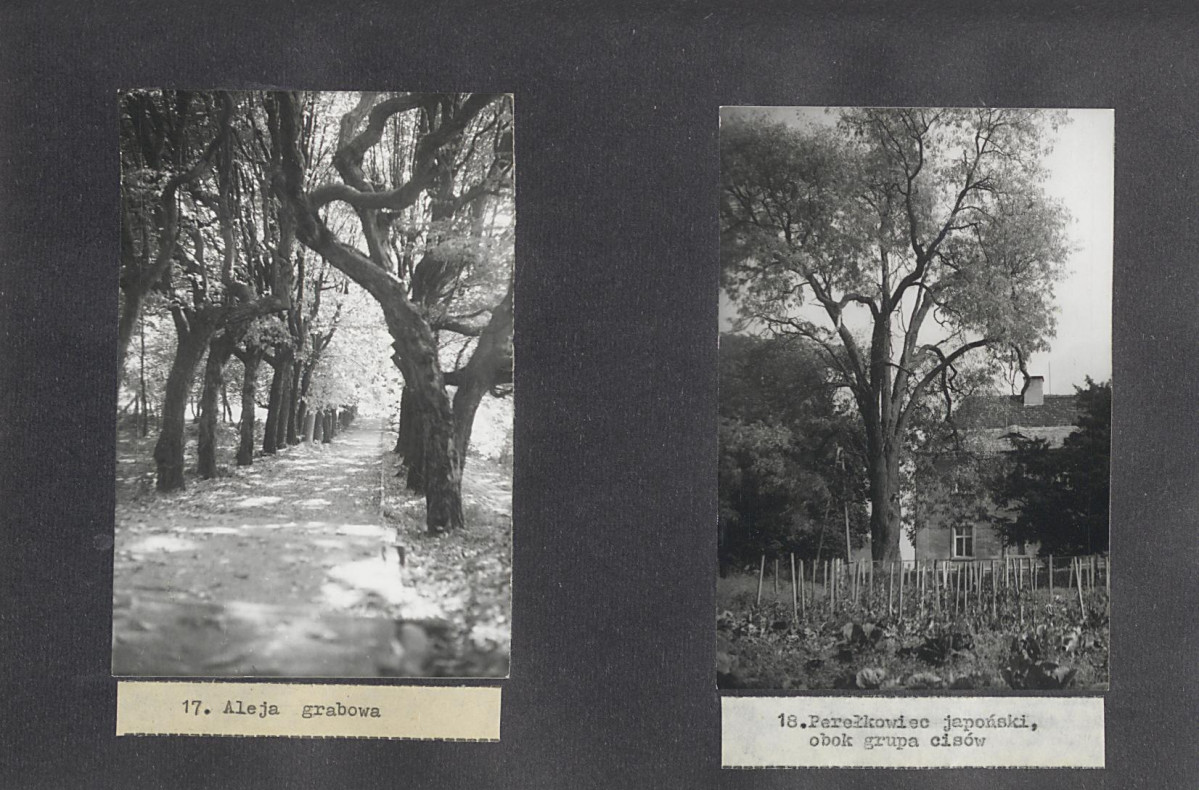 Ewidencja parkowa, skan nr 36