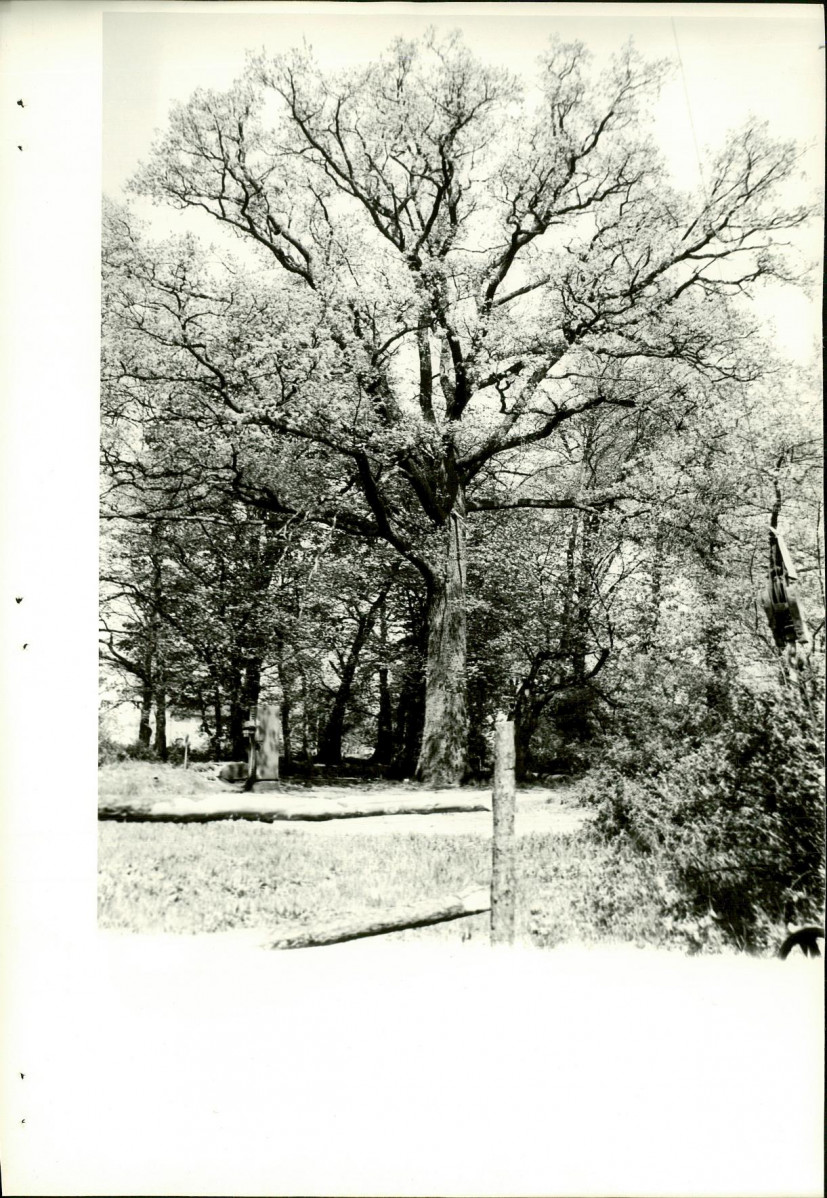 Ewidencja parkowa, skan nr 23