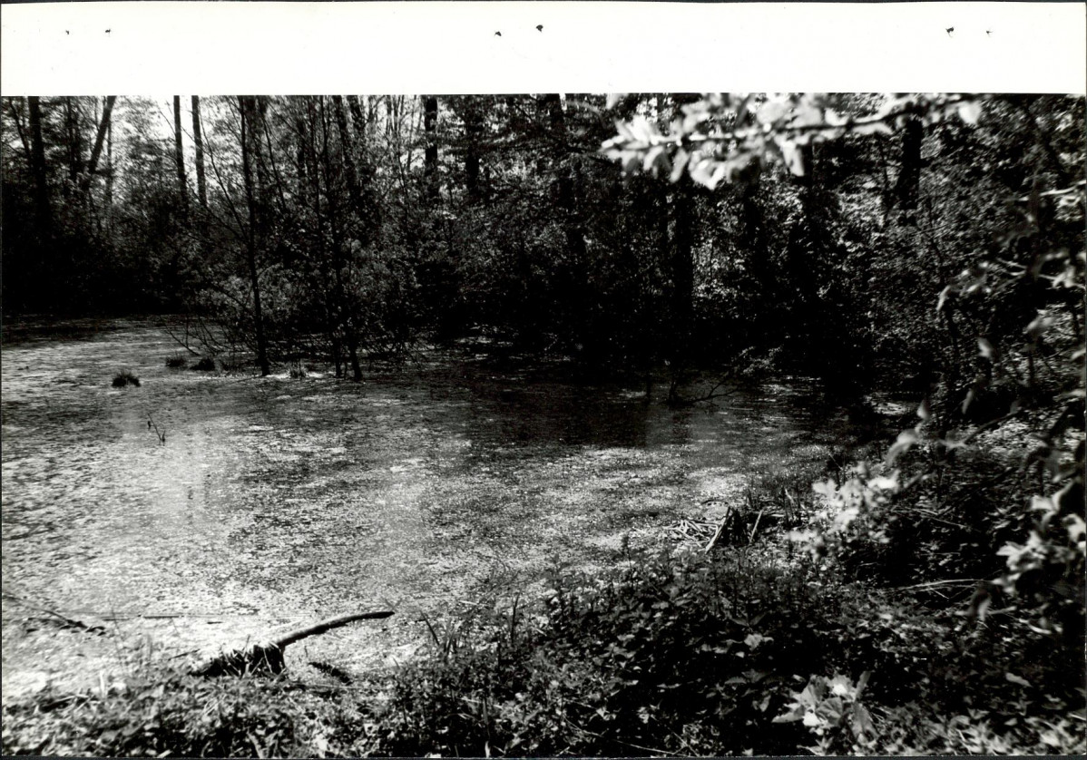 Ewidencja parkowa, skan nr 24