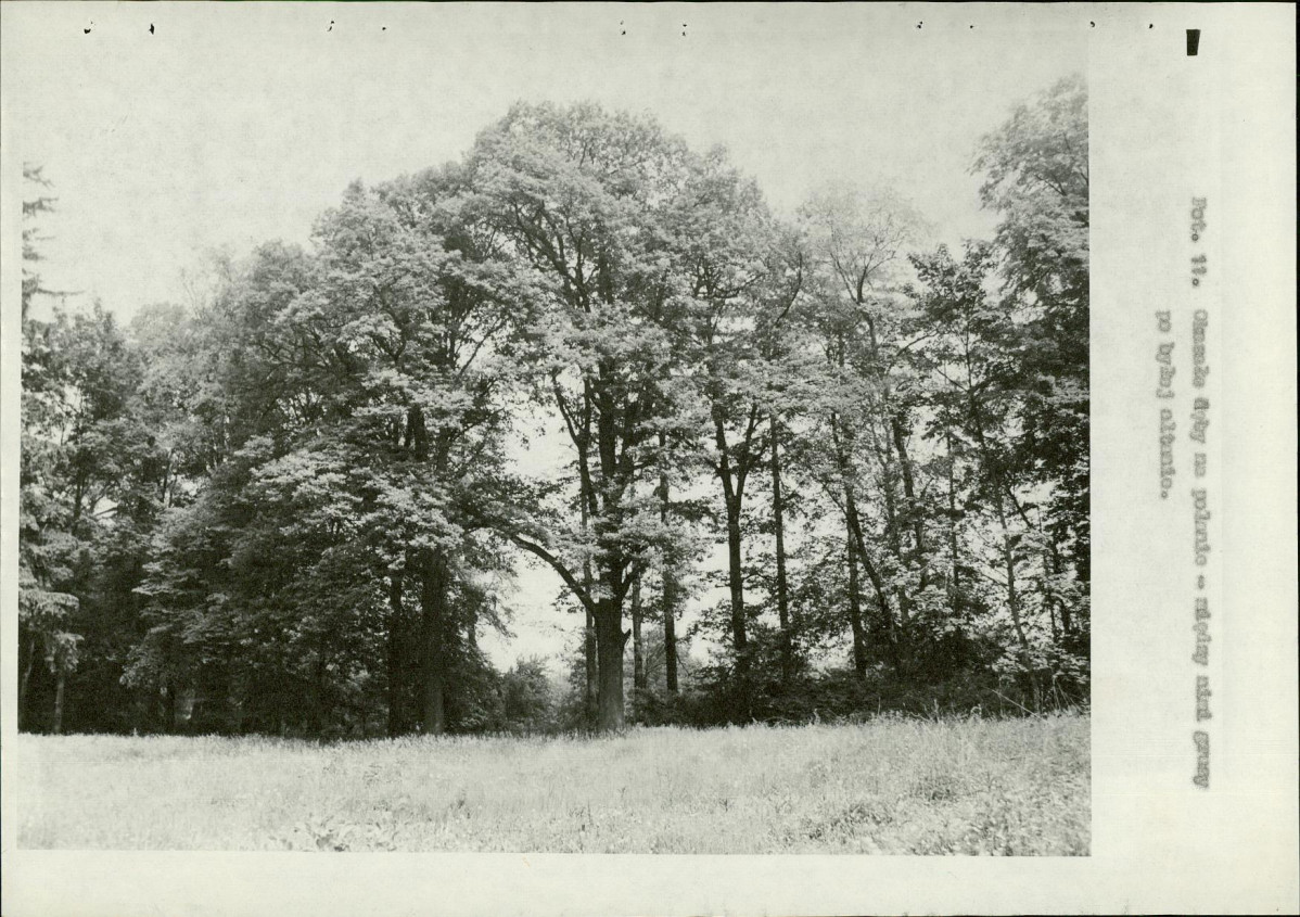 Ewidencja parkowa, skan nr 28