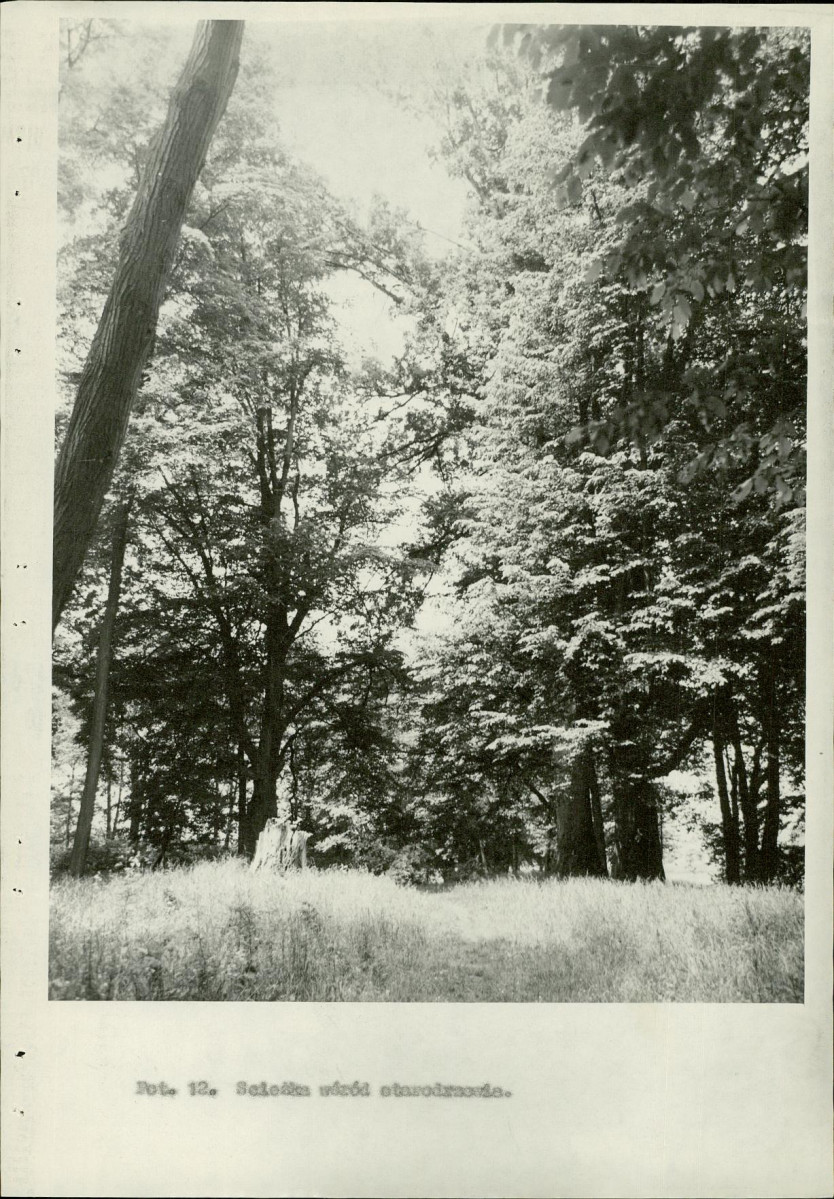 Ewidencja parkowa, skan nr 29