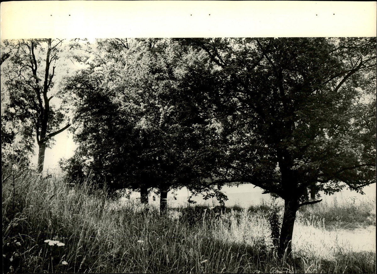 Ewidencja parkowa, skan nr 27