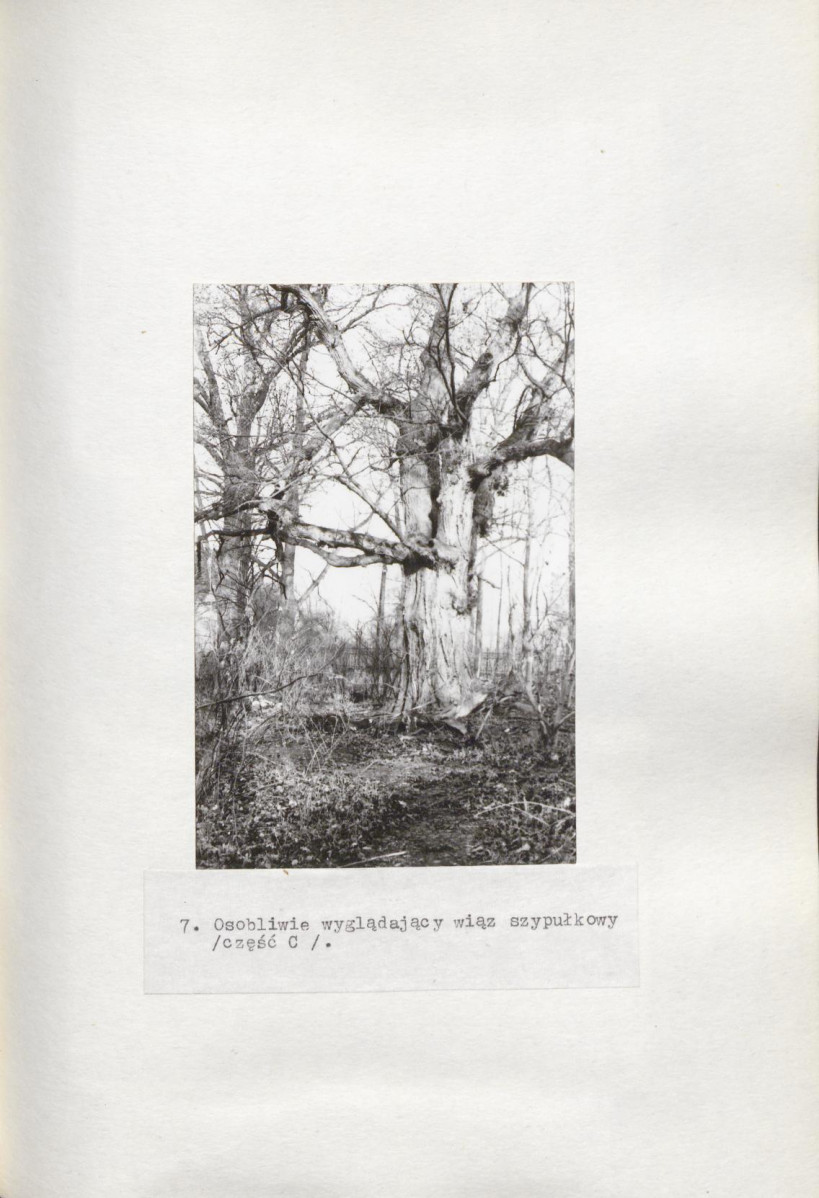 Ewidencja parkowa, skan nr 43