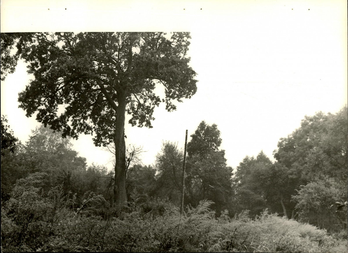 Ewidencja parkowa, skan nr 23