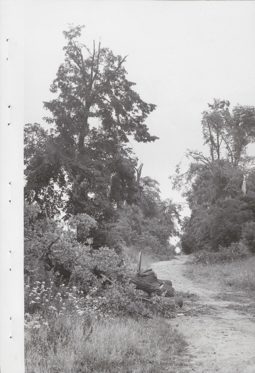 Ewidencja parkowa, skan nr 51