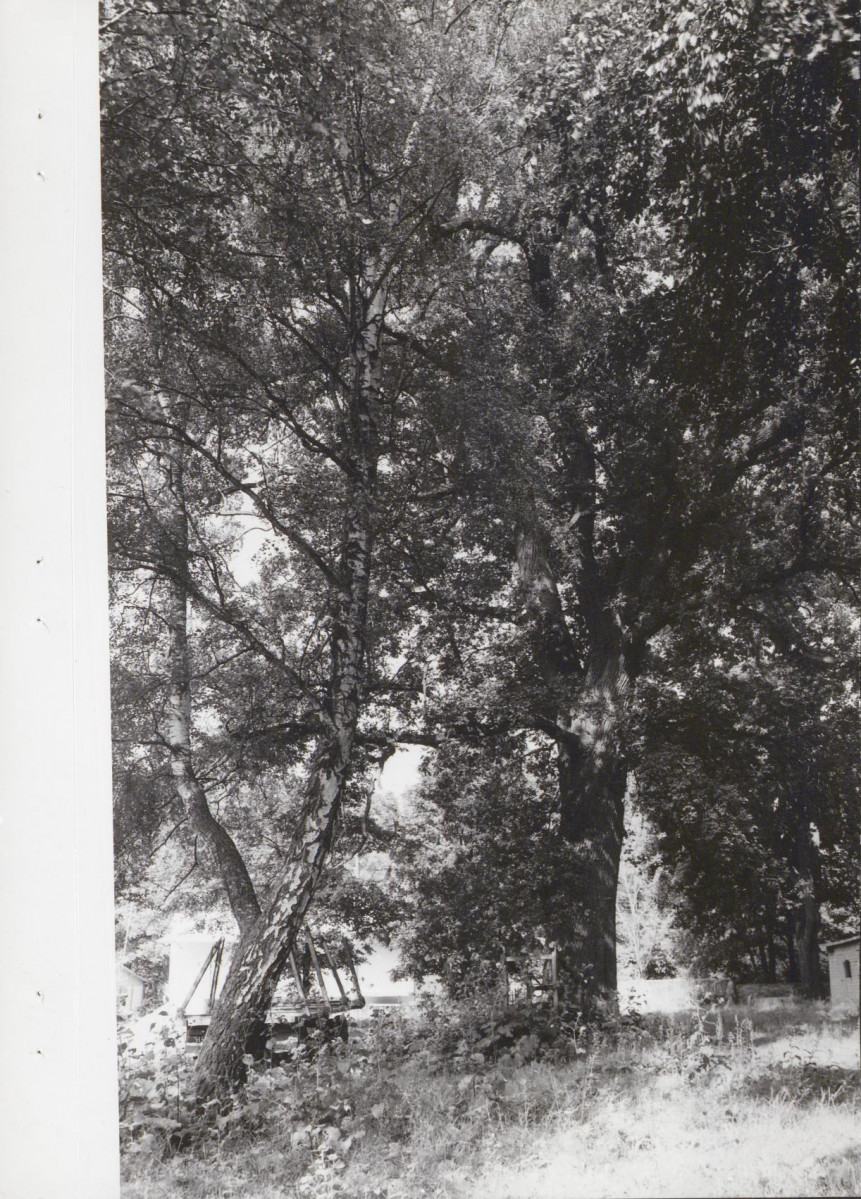 Ewidencja parkowa, skan nr 21