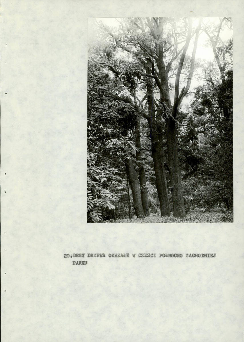 Ewidencja parkowa, skan nr 49