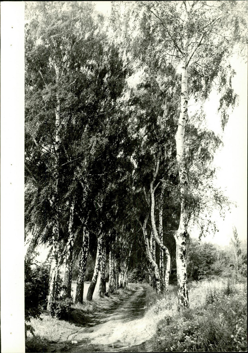 Ewidencja parkowa, skan nr 28
