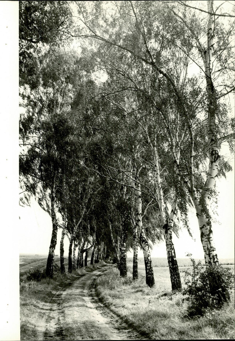 Ewidencja parkowa, skan nr 30