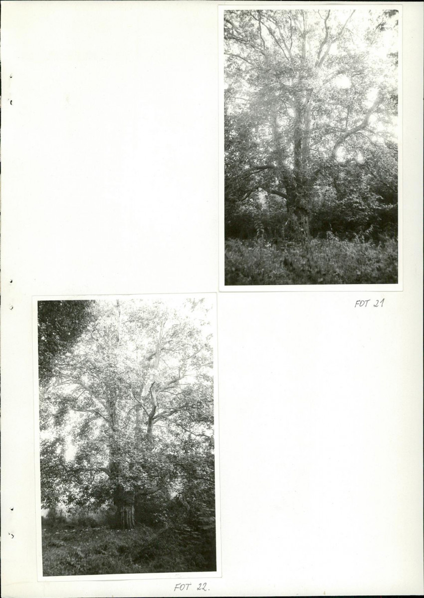 Ewidencja parkowa, skan nr 46