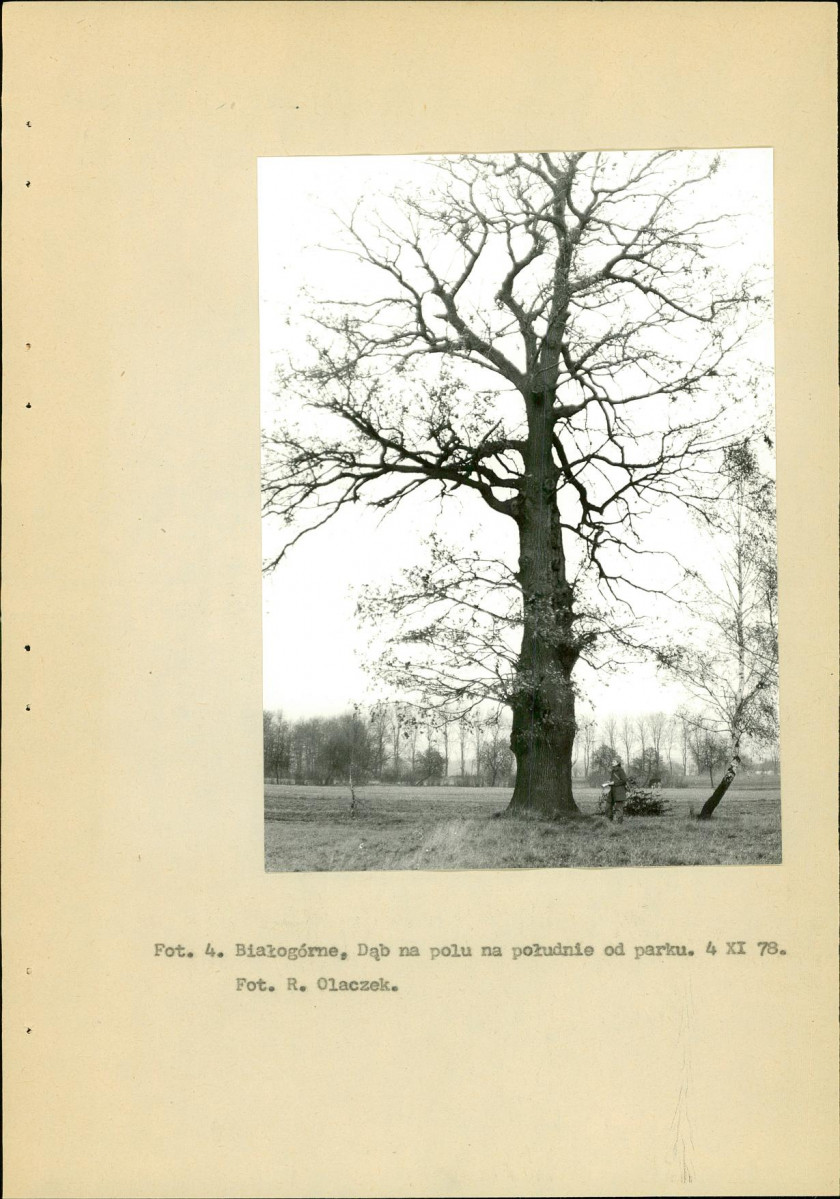 Ewidencja parkowa, skan nr 15