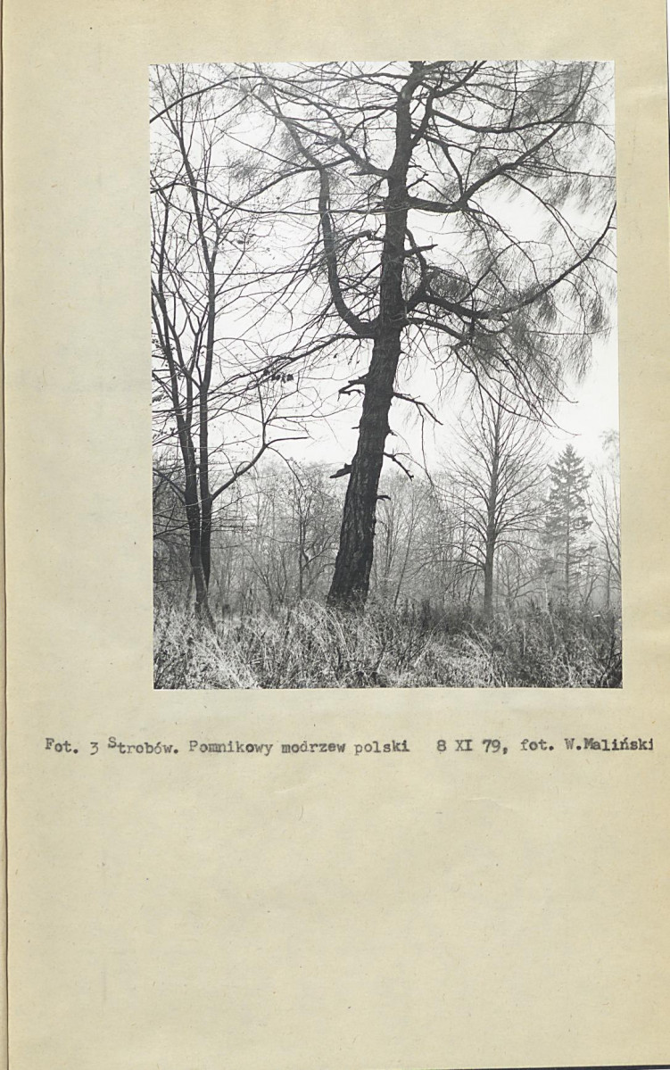 Ewidencja parkowa, skan nr 14
