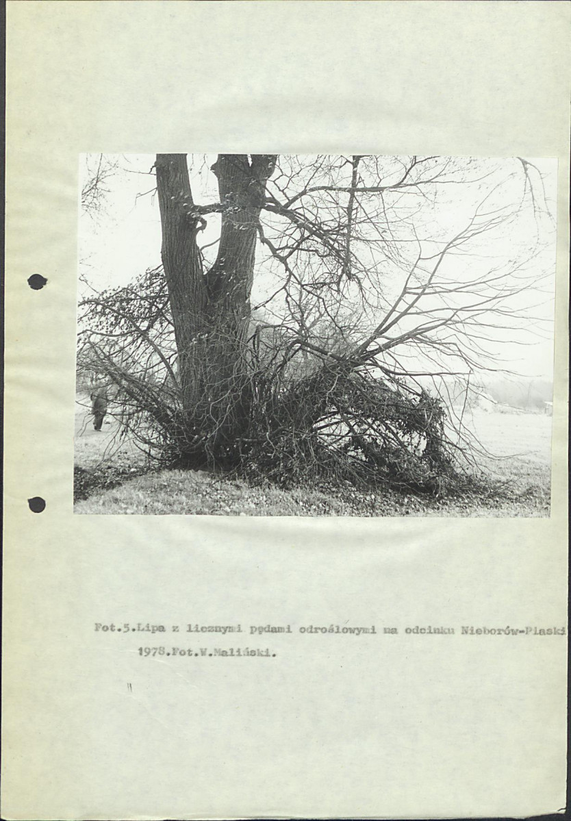 EP - Ewidencja parkowa, skan nr 18