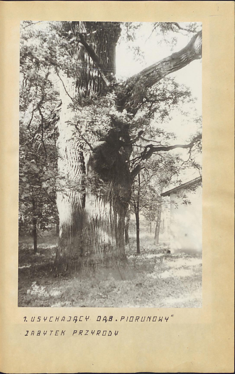 EP - Ewidencja parkowa, skan nr 21