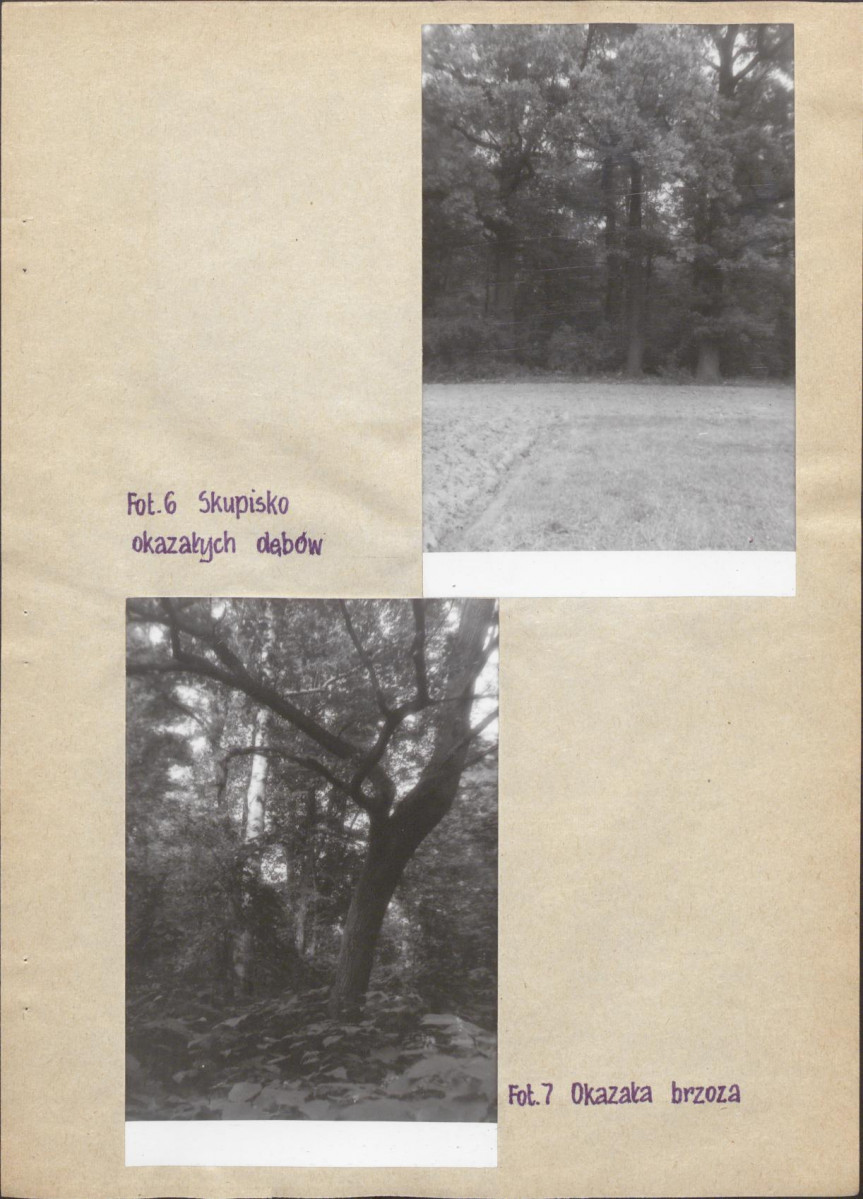 Ewidencja parkowa, skan nr 19
