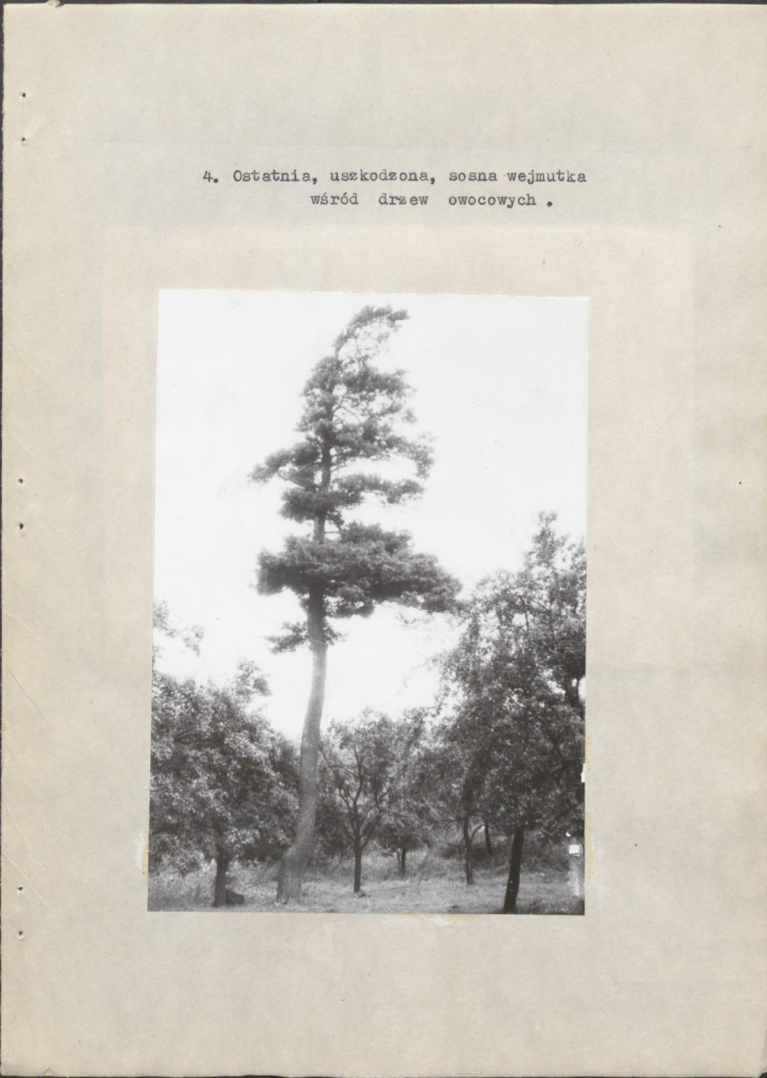 Ewidencja parkowa, skan nr 20