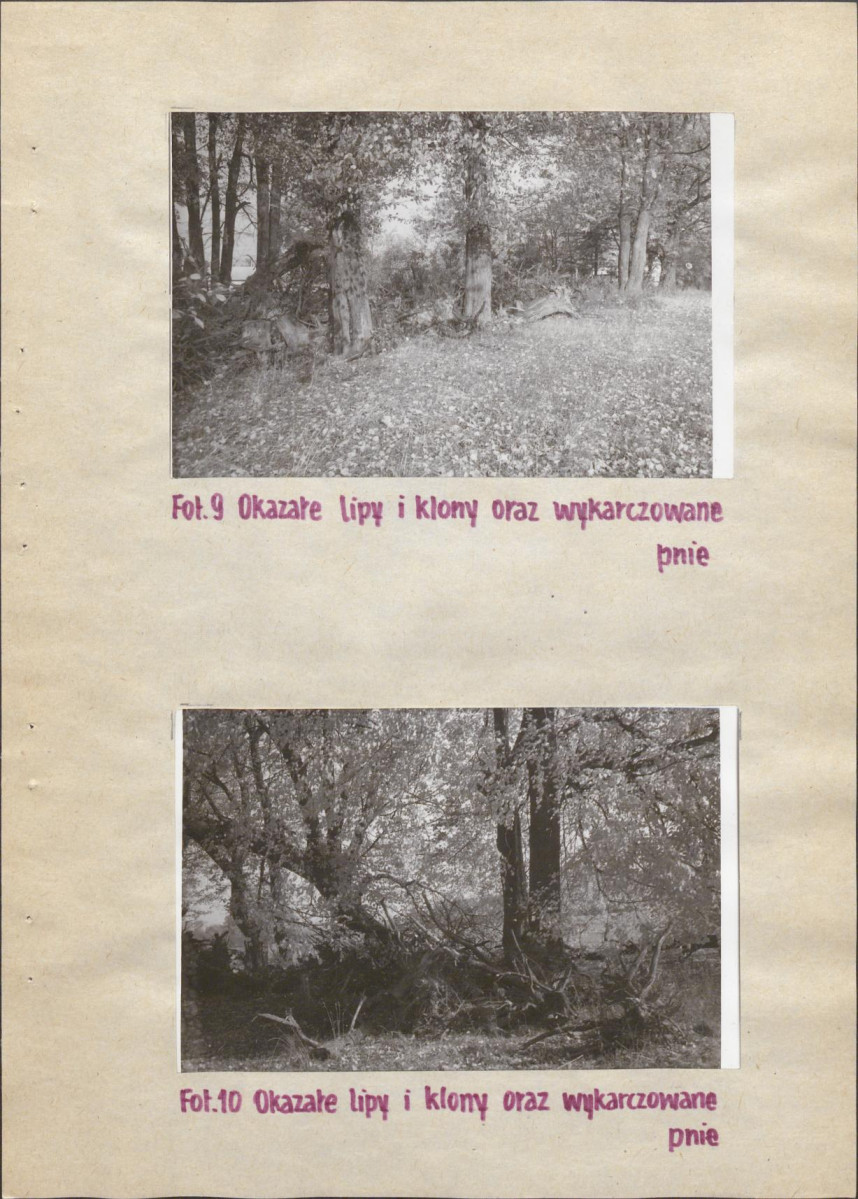 Ewidencja parkowa, skan nr 19