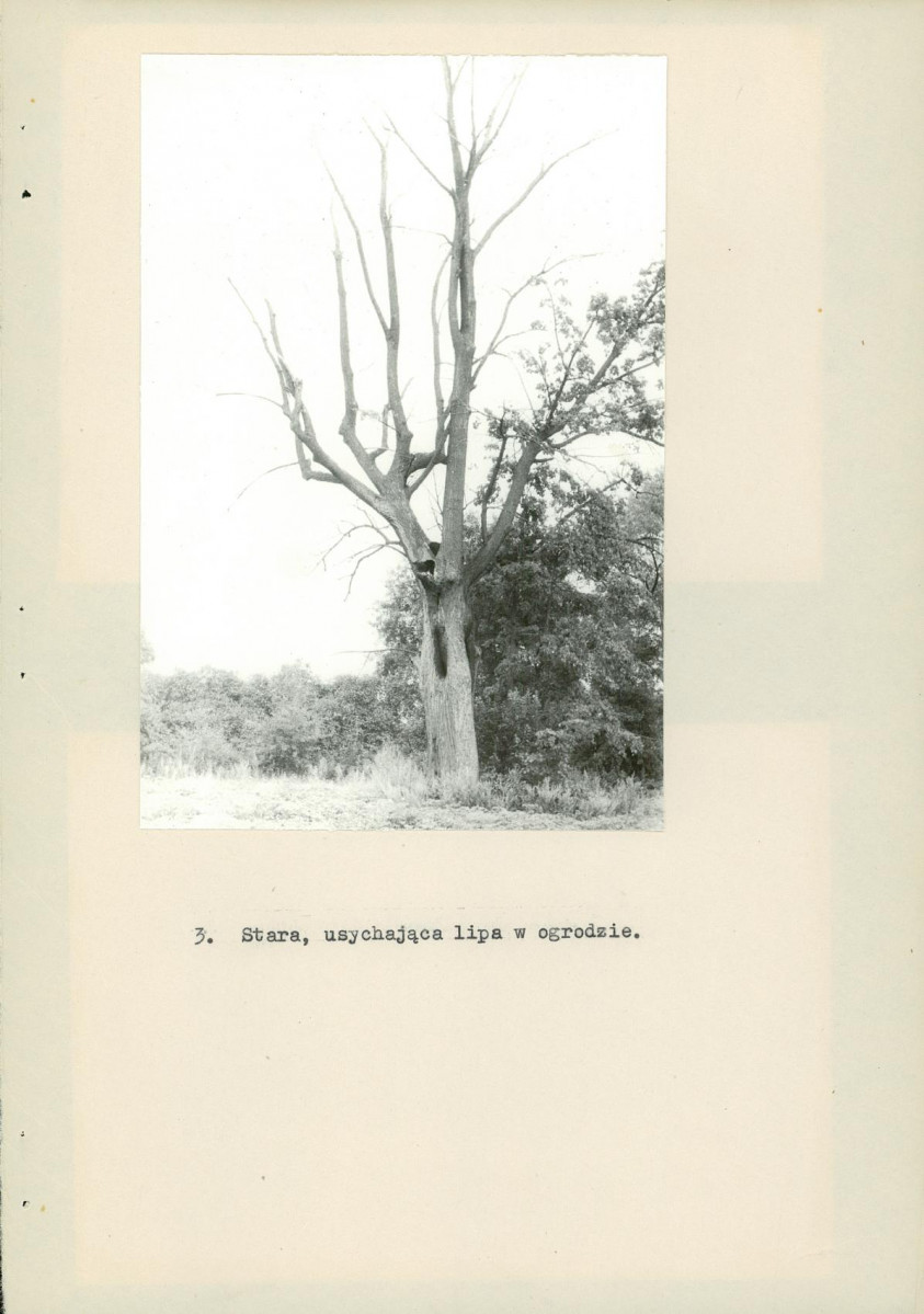 Ewidencja parkowa, skan nr 19