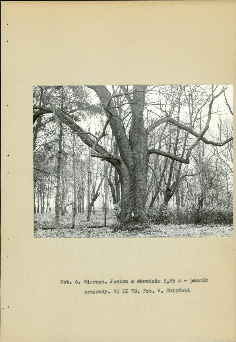 Ewidencja parkowa, skan nr 17