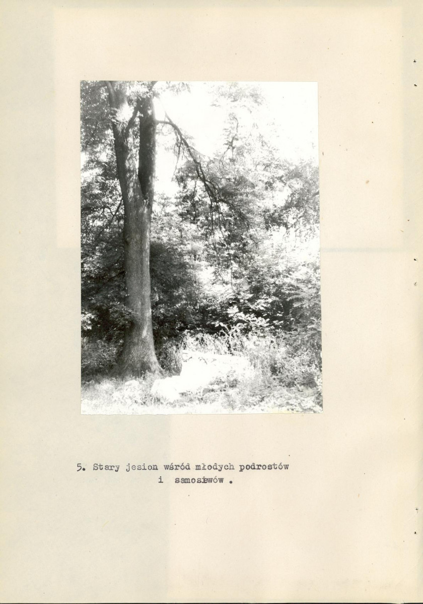 Ewidencja parkowa, skan nr 26