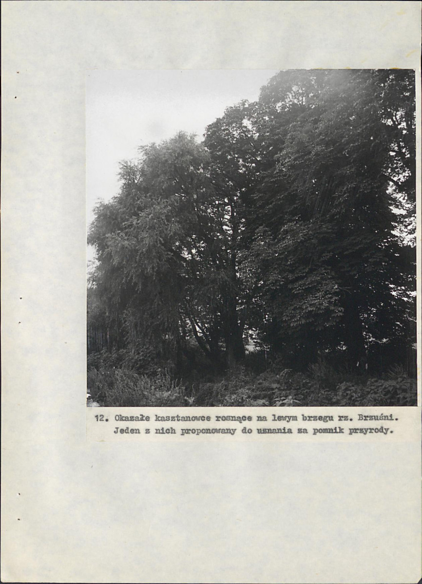 EP - Ewidencja parkowa, skan nr 77